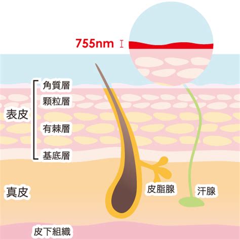 男性器の玉の部分の脱毛って危険！？ 睾丸脱毛の無。